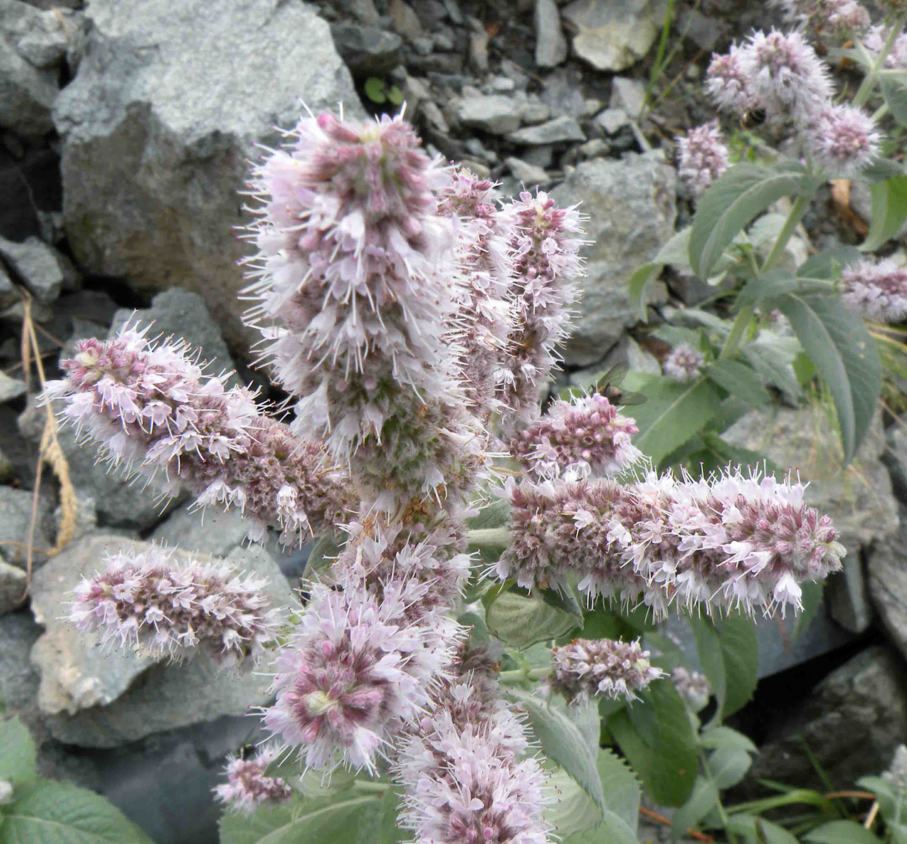 Mentha longifolia / Menta selvatica